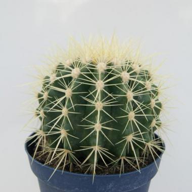 Echinocactus grusonii